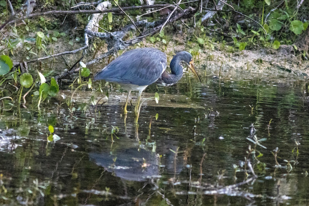 Aigrette tricolore - ML646855036