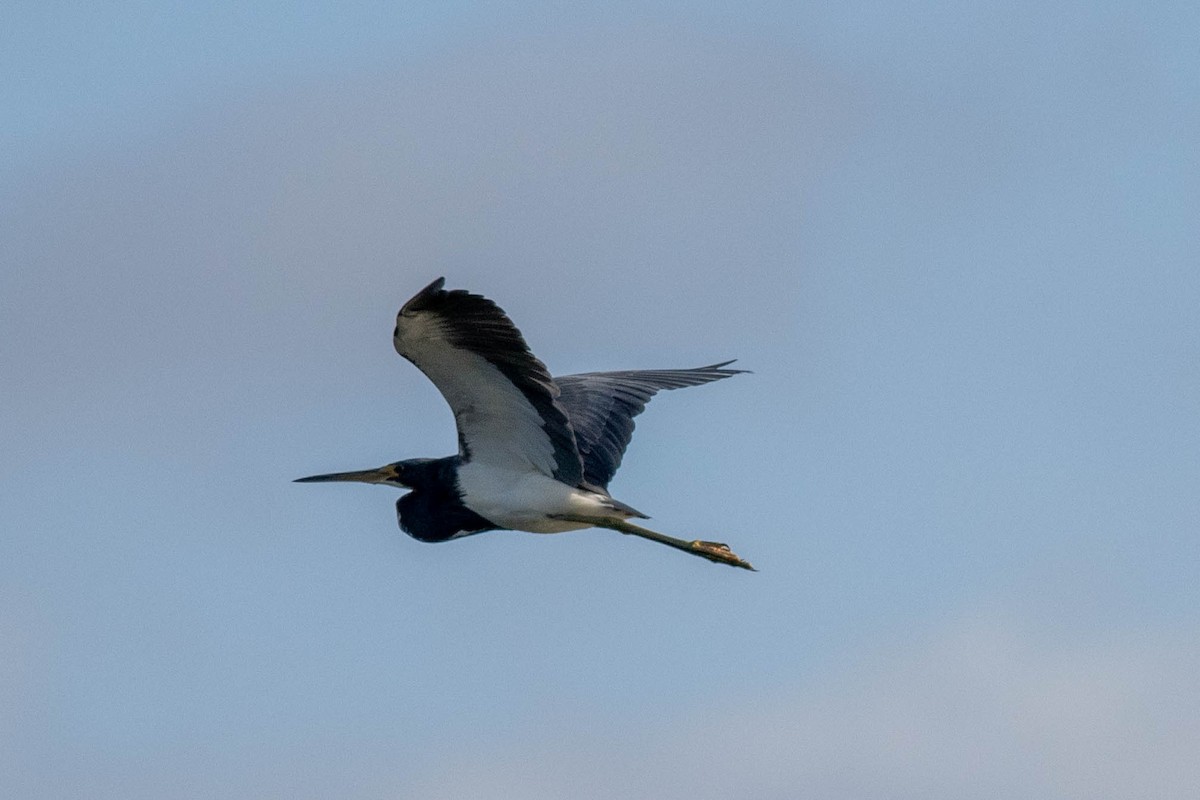 Aigrette tricolore - ML646855037
