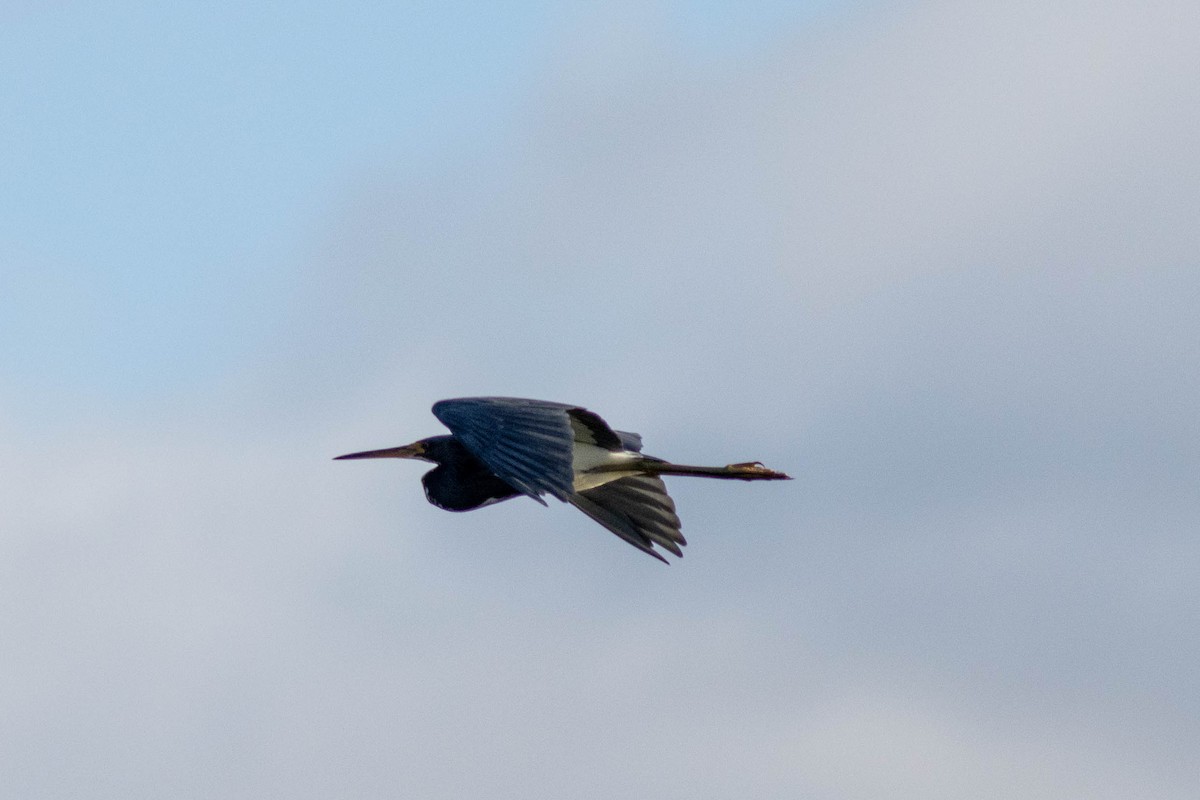 Aigrette tricolore - ML646855039