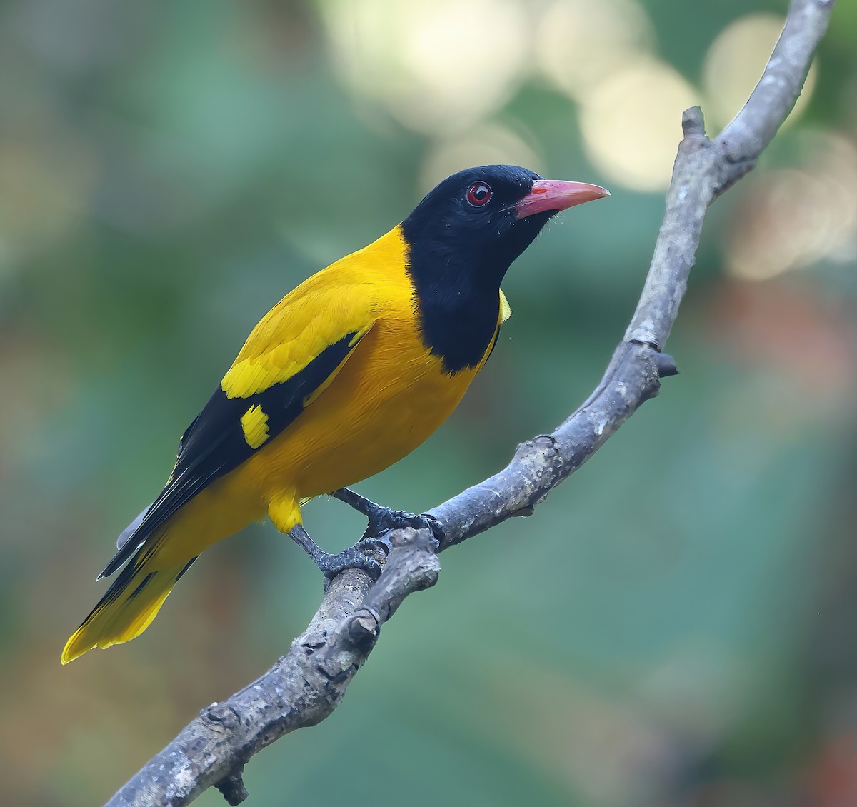 Loriot à capuchon noir - ML646855040