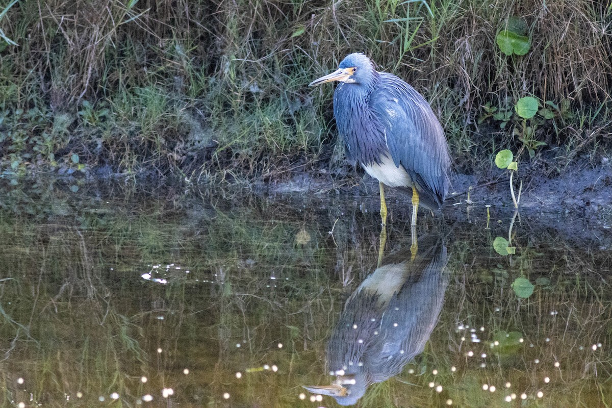 Aigrette tricolore - ML646855041