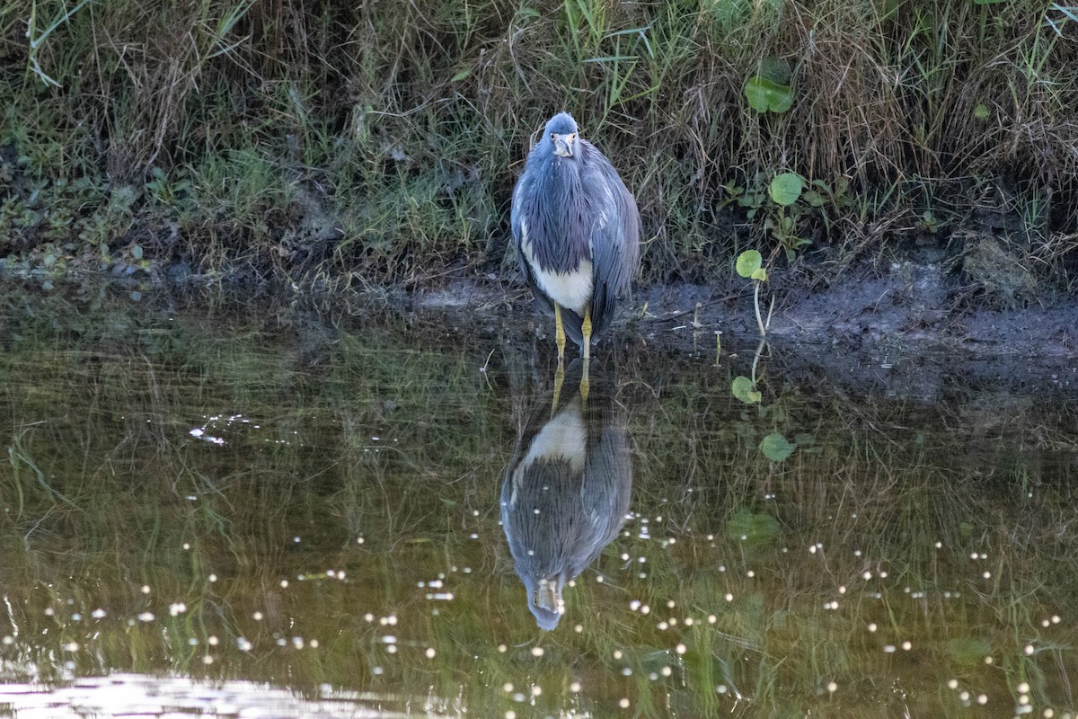 Aigrette tricolore - ML646855042