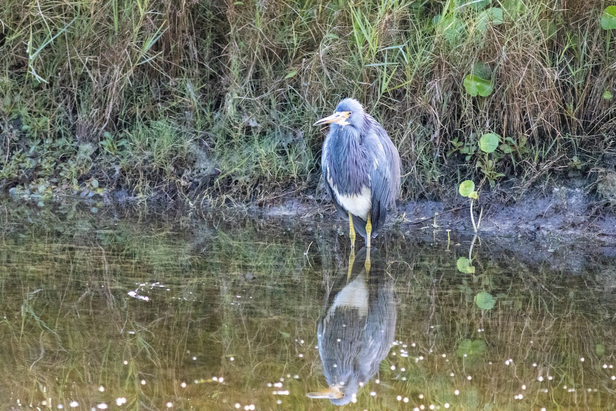 Aigrette tricolore - ML646855043