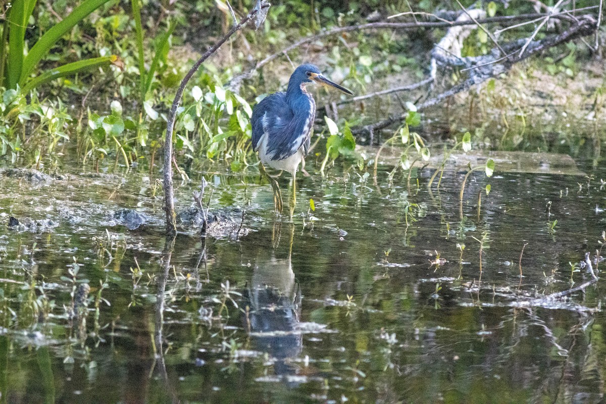 Aigrette tricolore - ML646855046