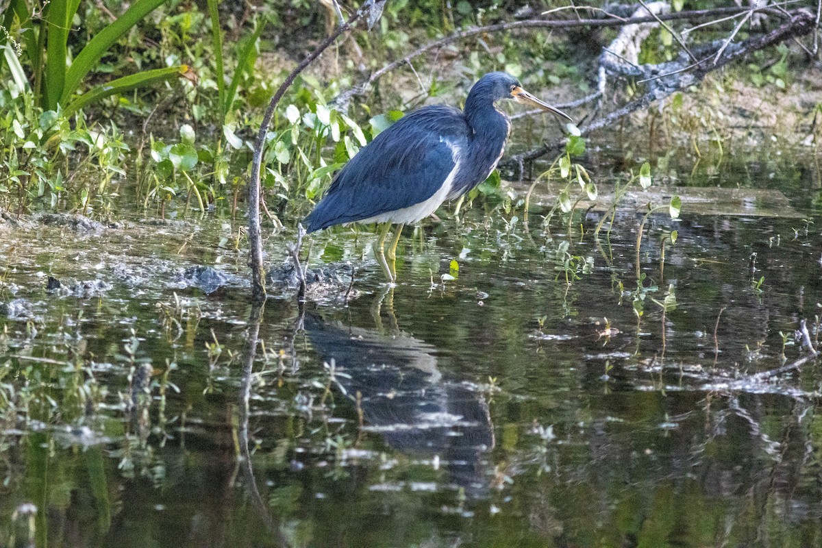 Aigrette tricolore - ML646855047