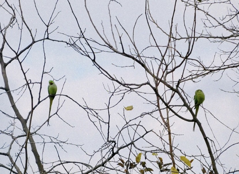 Rose-ringed Parakeet - ML646855051