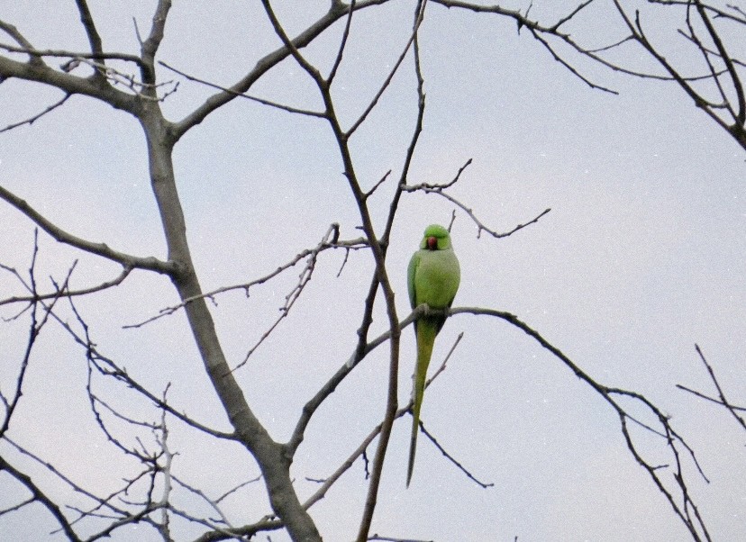 Rose-ringed Parakeet - ML646855052