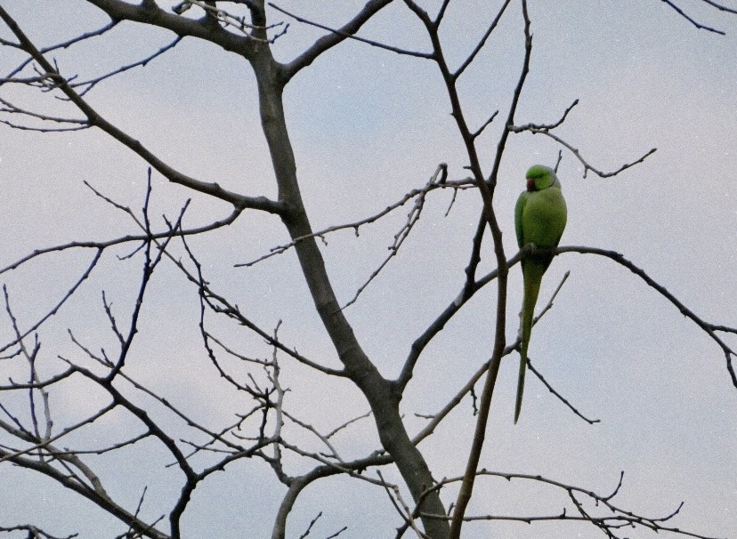 Rose-ringed Parakeet - ML646855053
