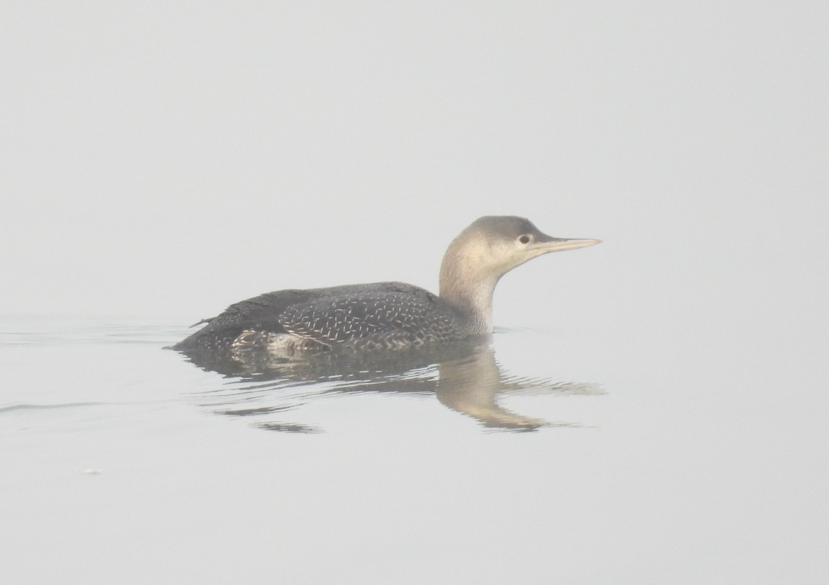 Red-throated Loon - ML646855054