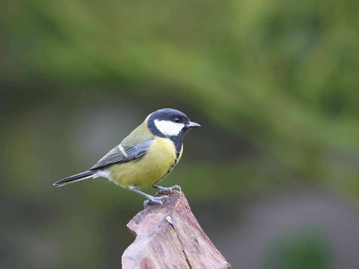 Great Tit - ML646855055