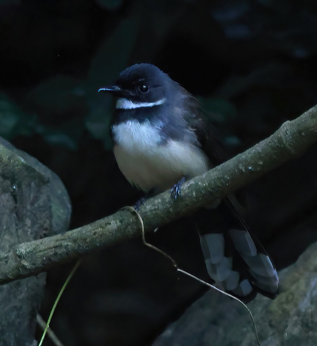 Malaysian Pied-Fantail - ML646855056