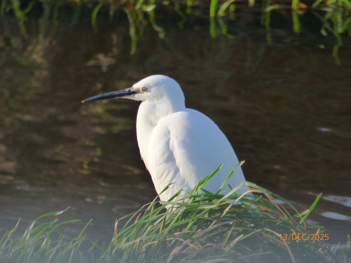 Seidenreiher - ML646855058