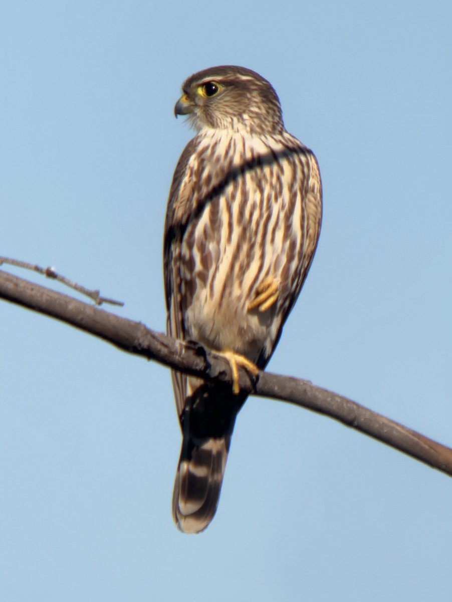 Merlin - ML646855059