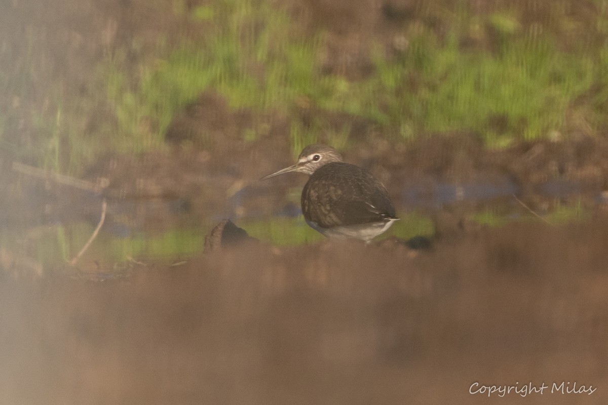 白腰草鷸 - ML646855060