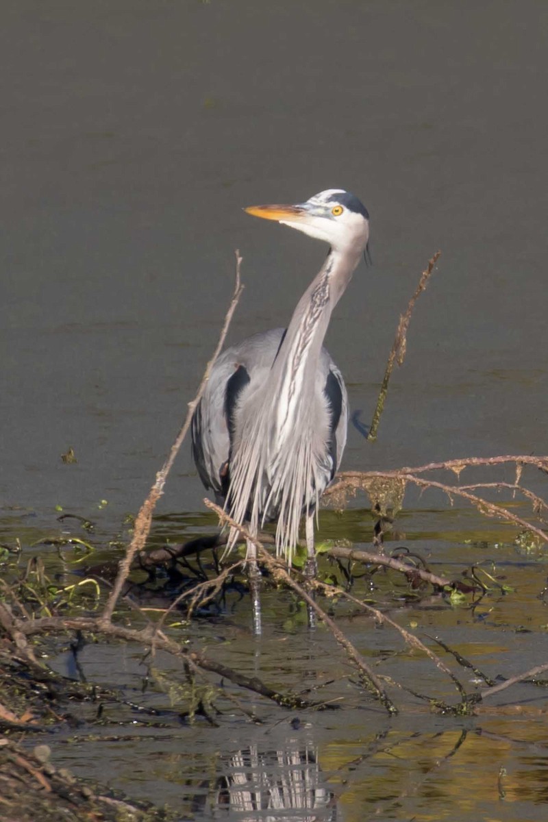 Garza Azulada - ML646855061