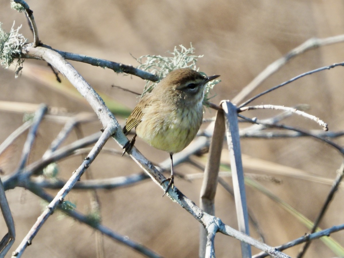 Palm Warbler - ML646855062