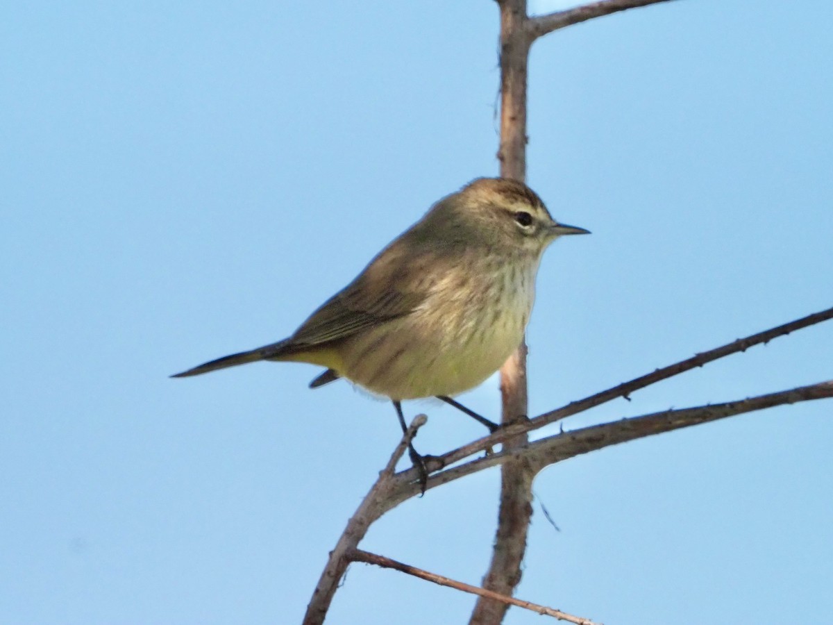 Palm Warbler - ML646855063