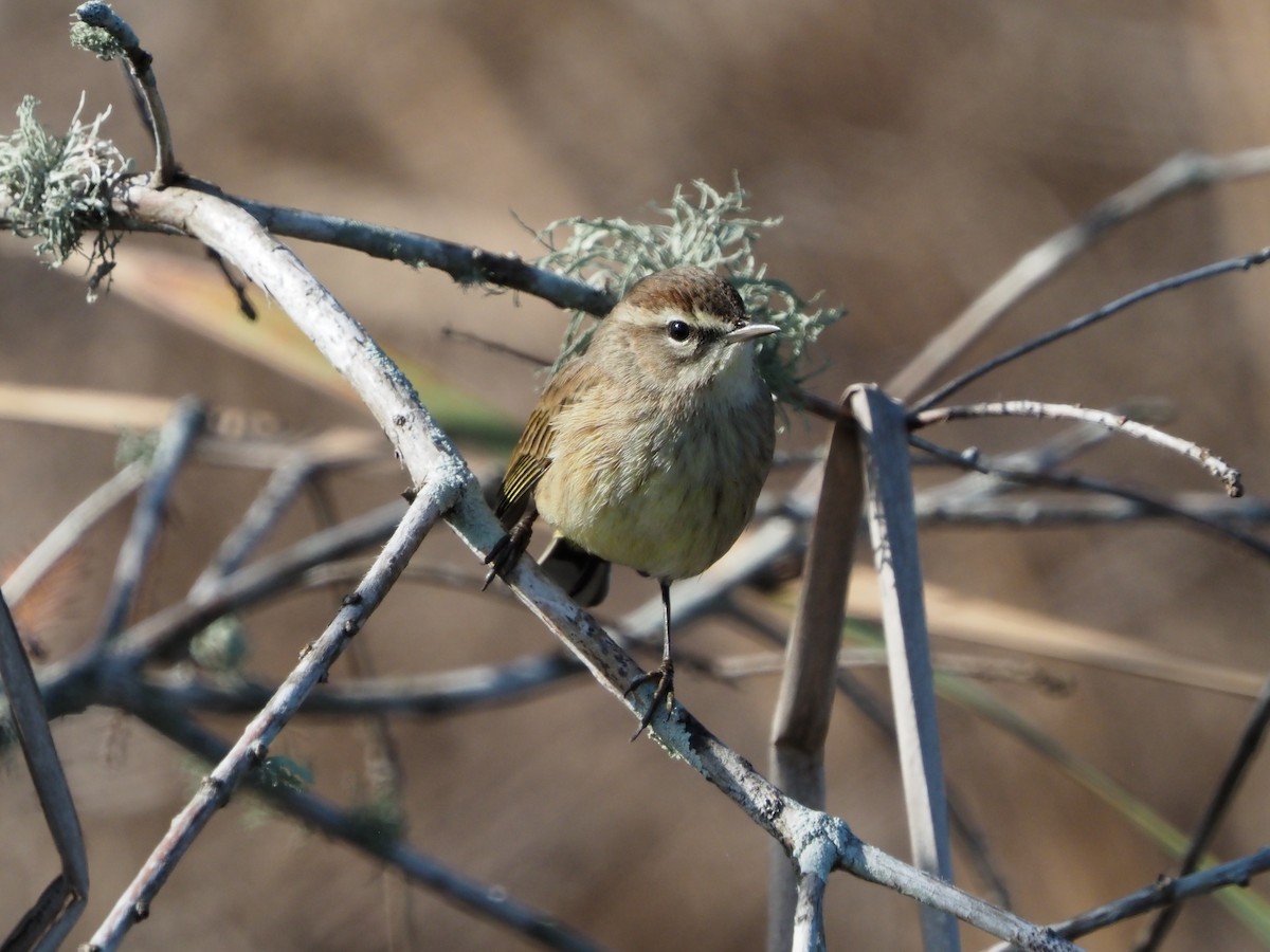 Palm Warbler - ML646855064