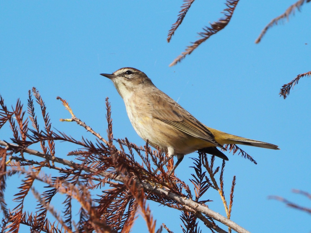 Palm Warbler - ML646855065
