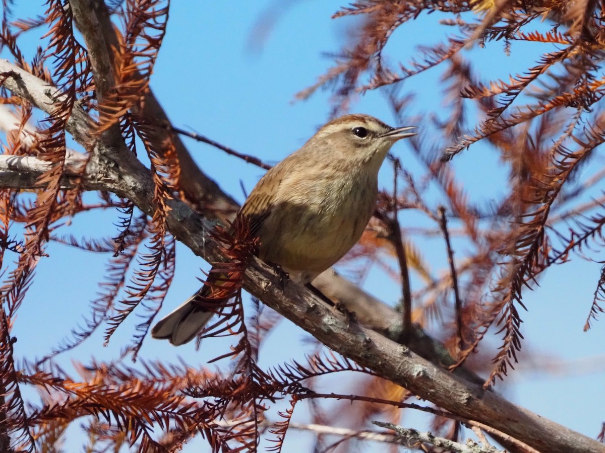 Palm Warbler - ML646855066