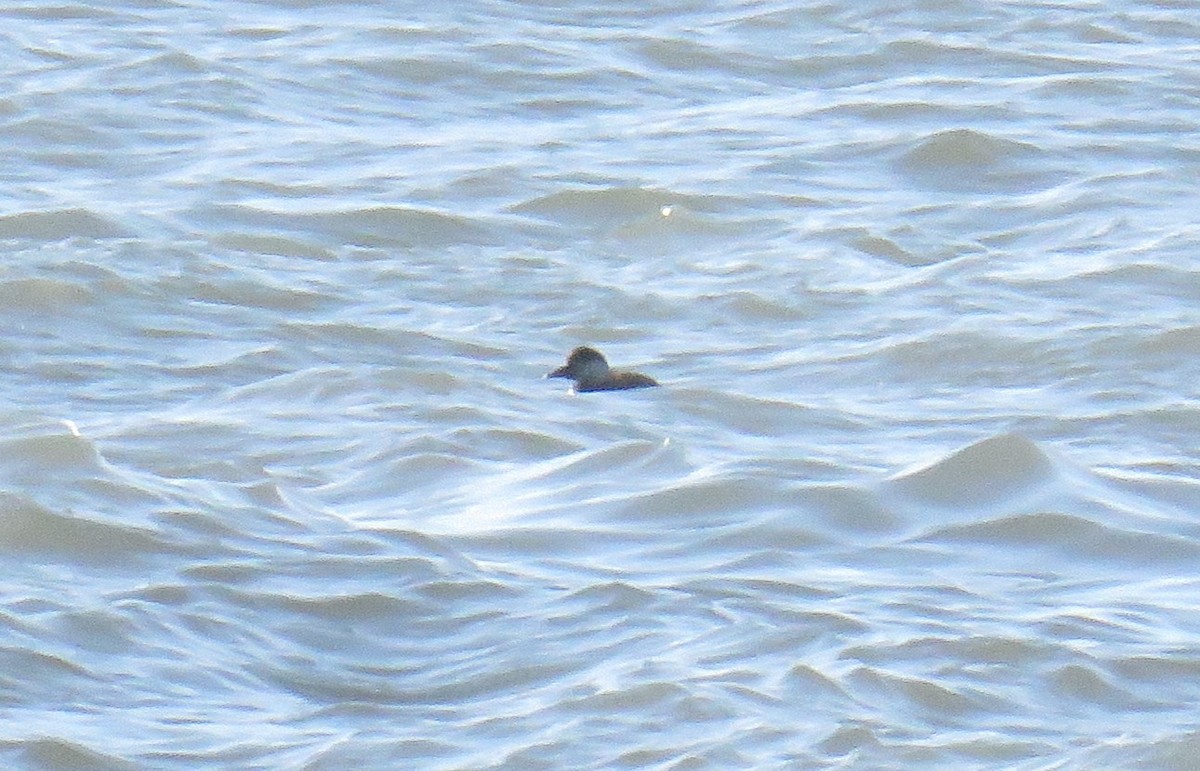 turpan černý - ML646855068