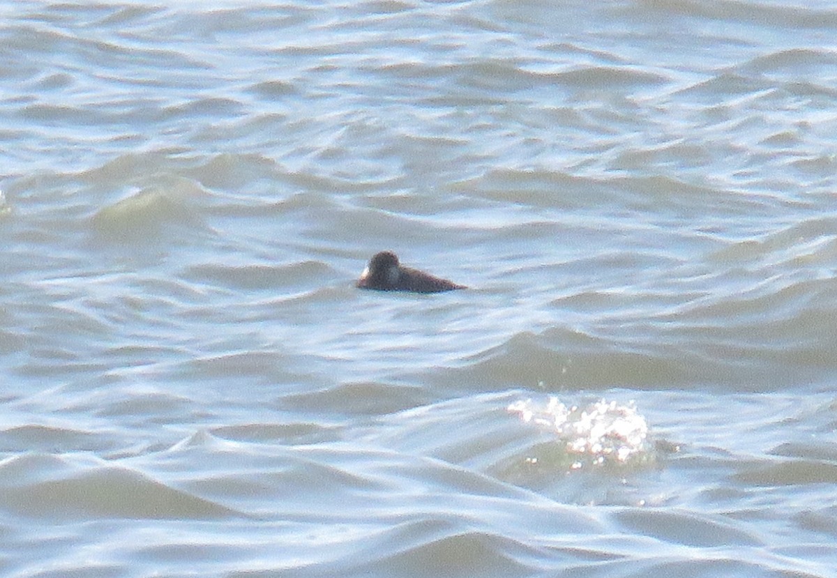 turpan černý - ML646855069