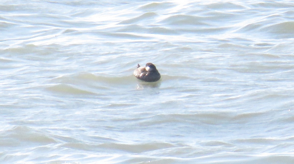 turpan černý - ML646855070