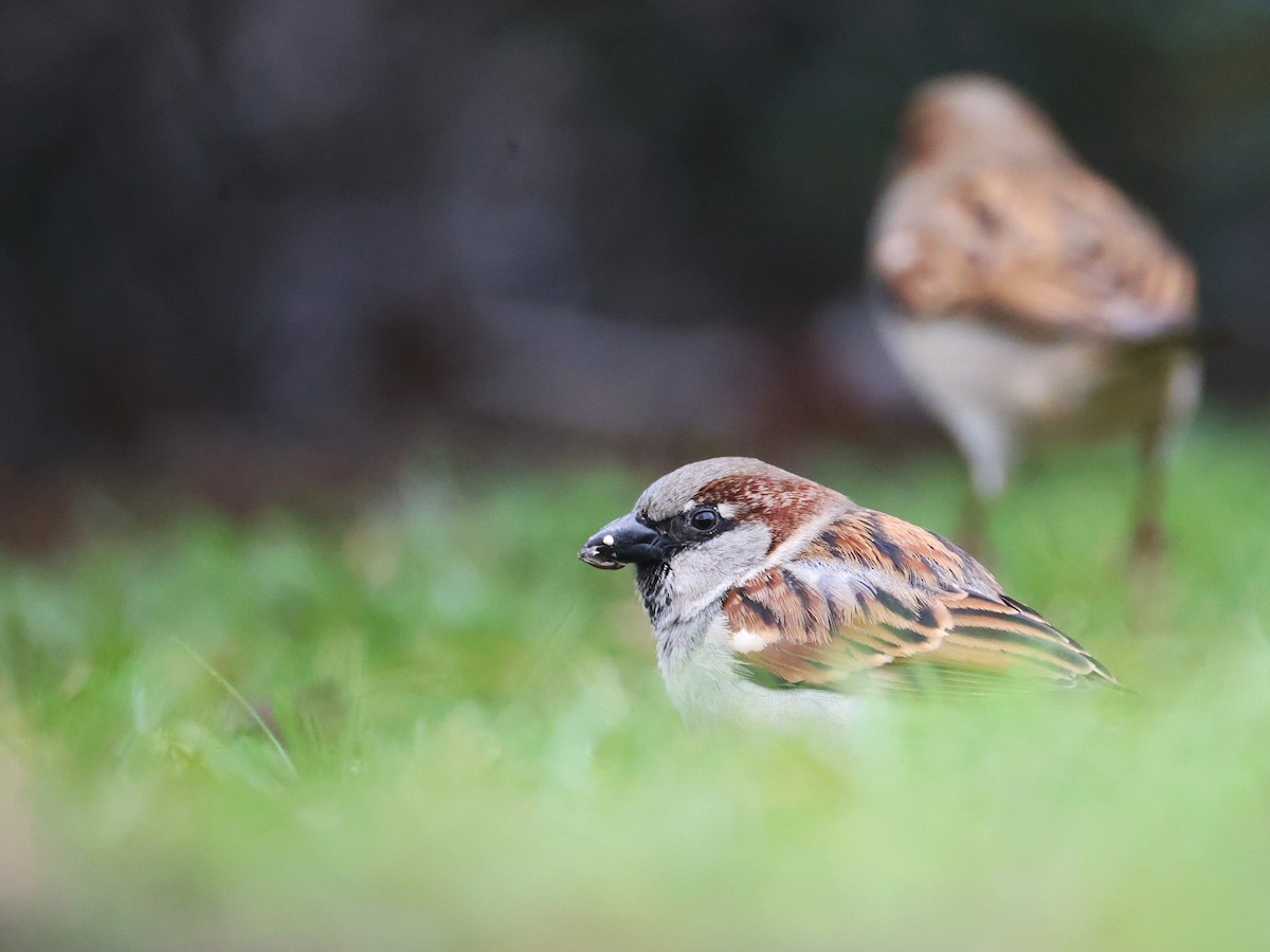 House Sparrow - ML646855071