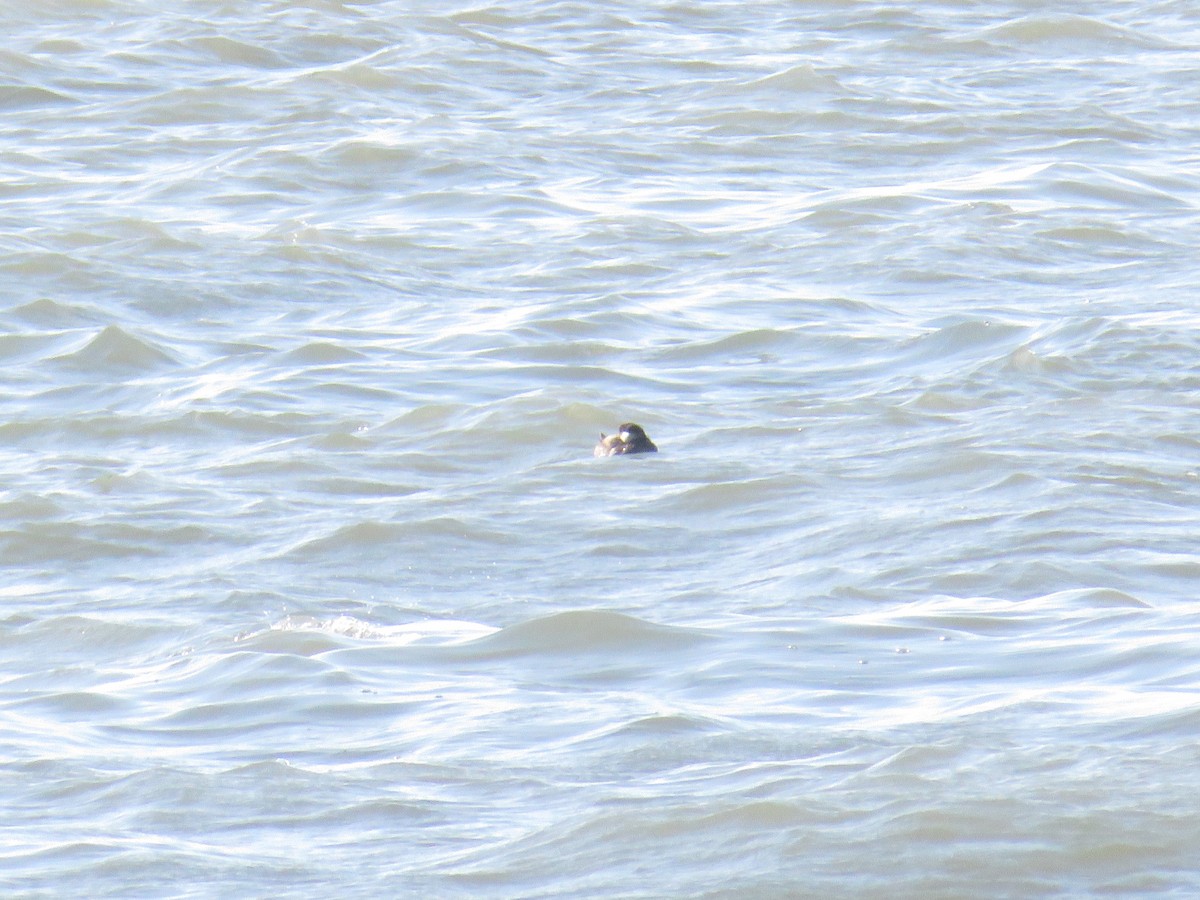 turpan černý - ML646855072