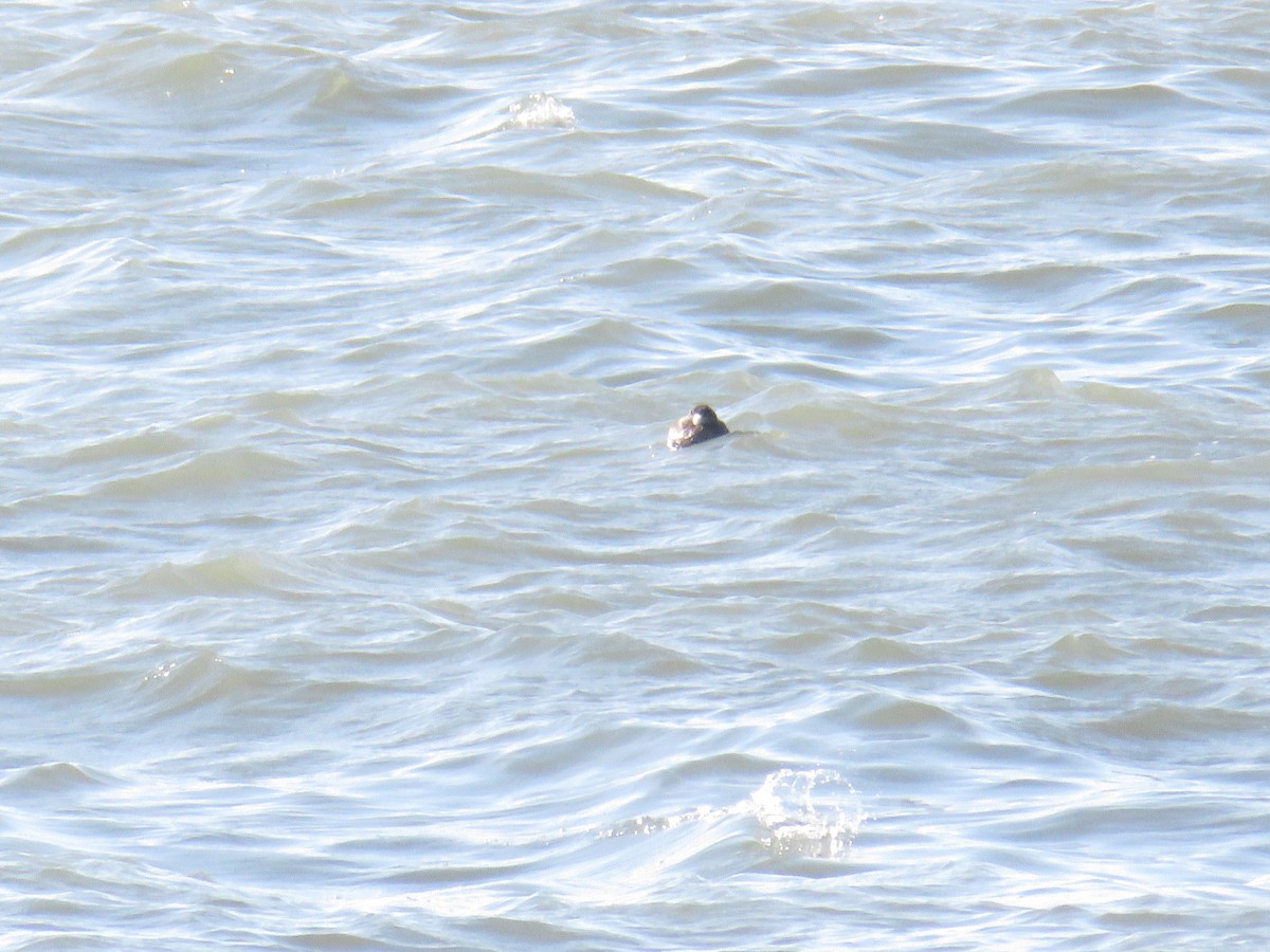 turpan černý - ML646855073