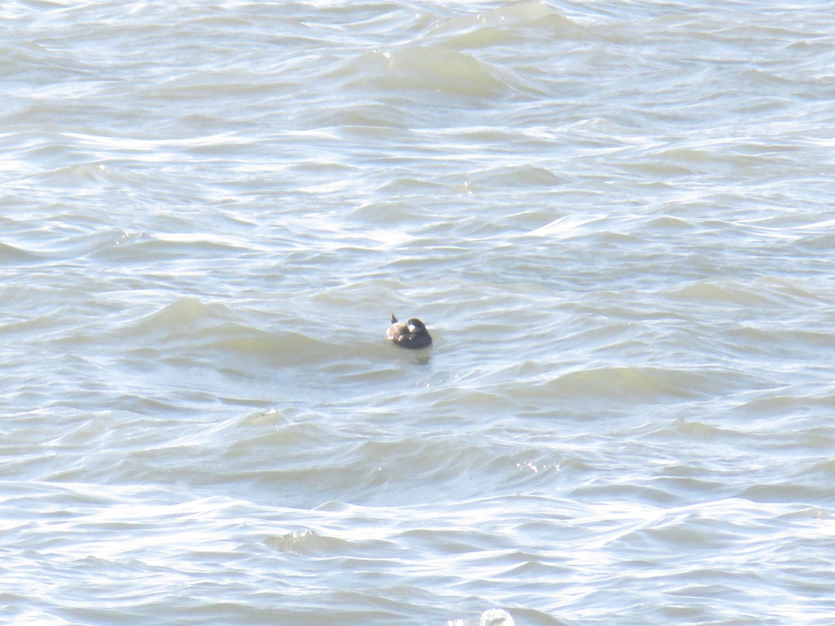 turpan černý - ML646855074