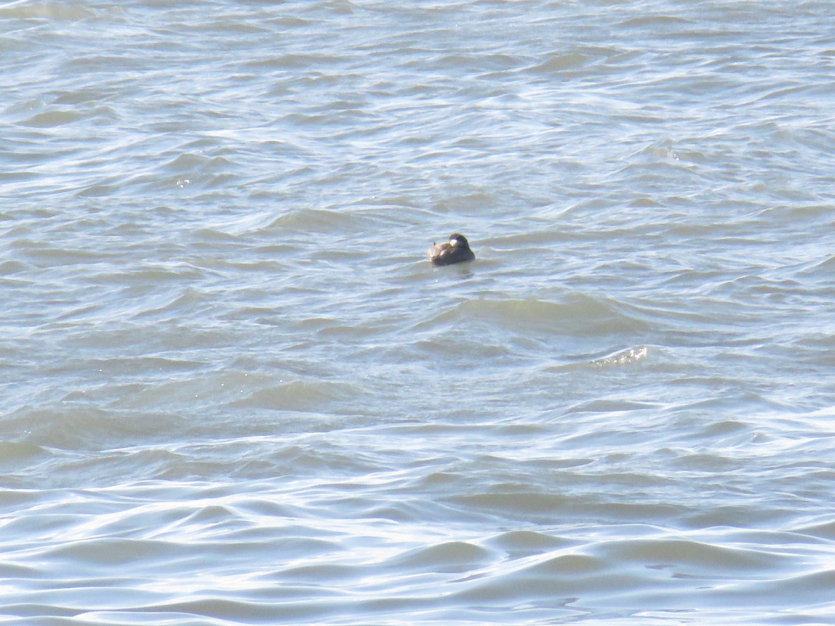 turpan černý - ML646855075