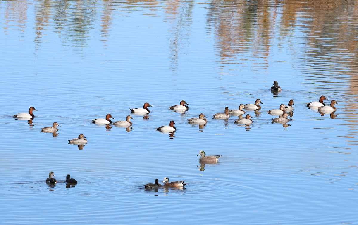 Canvasback - ML646855076