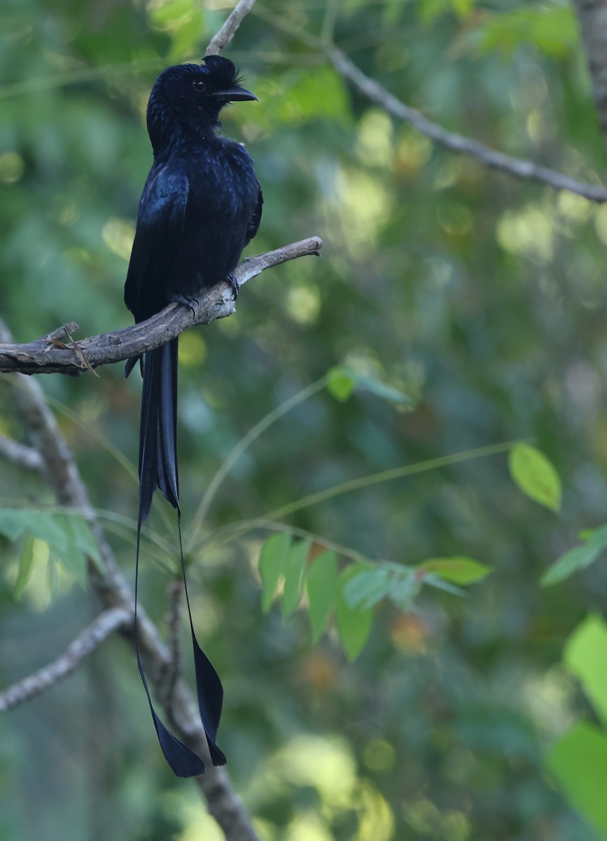 Greater Racket-tailed Drongo - ML646855077