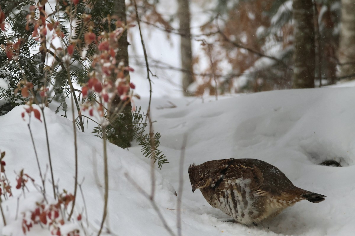 Ruffed Grouse - ML646855078