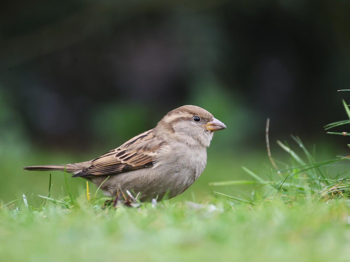 House Sparrow - ML646855081