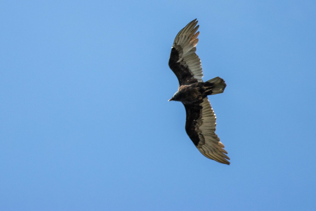 Turkey Vulture - ML646855089