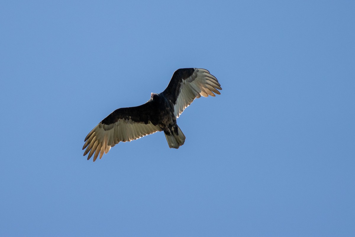 Turkey Vulture - ML646855090