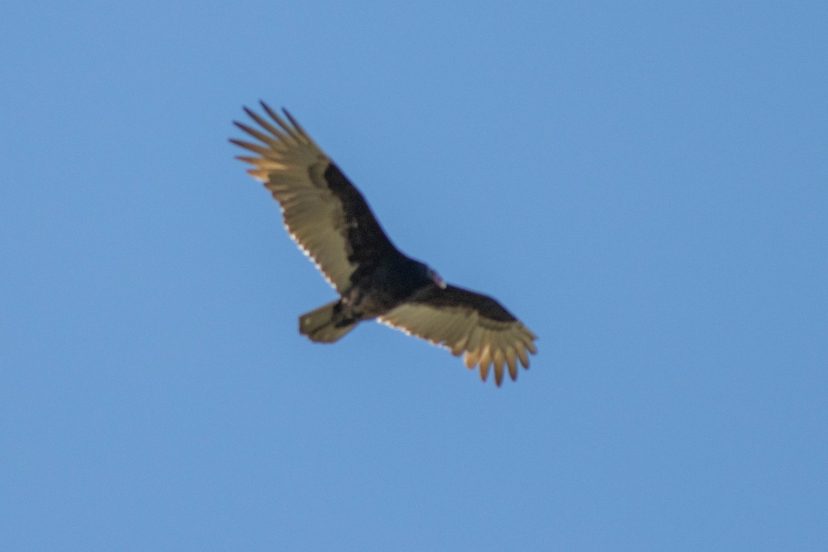 Turkey Vulture - ML646855091