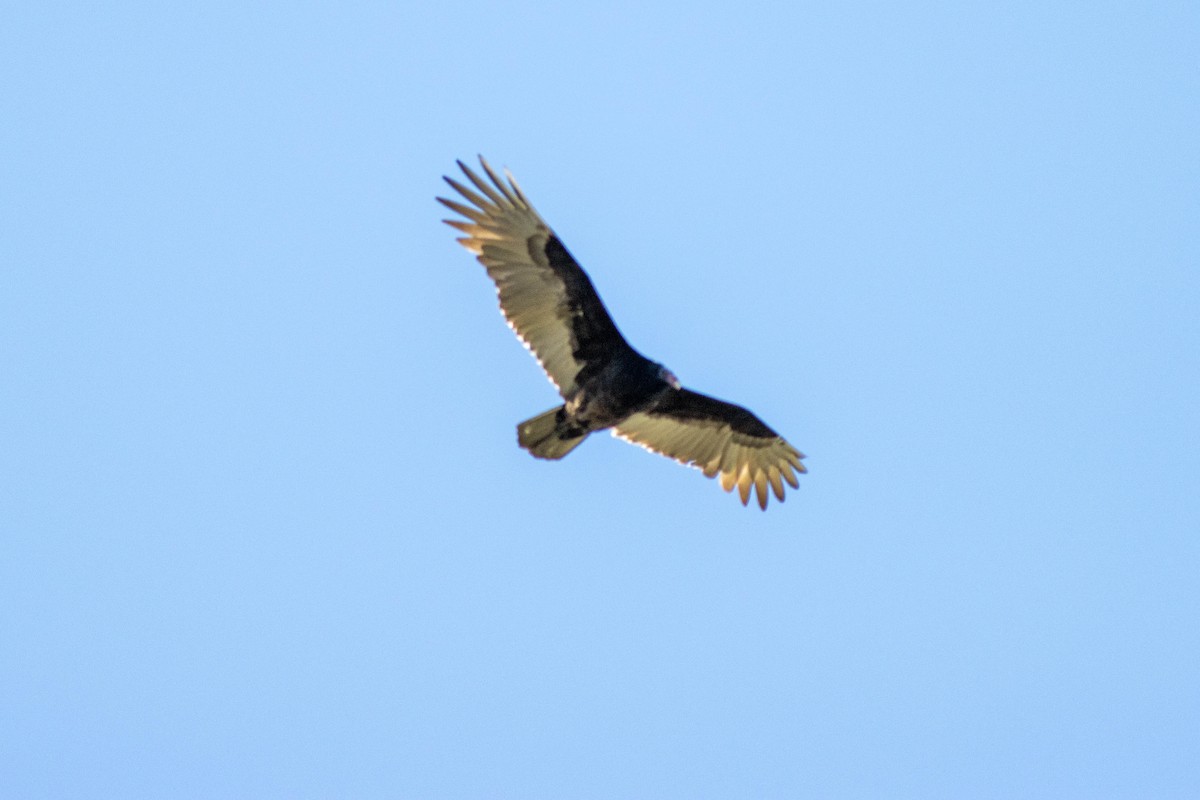 Turkey Vulture - ML646855092