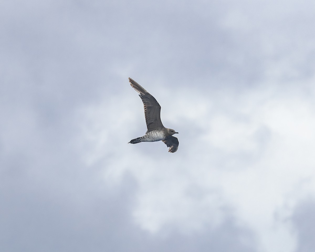Long-tailed Jaeger - ML646855093