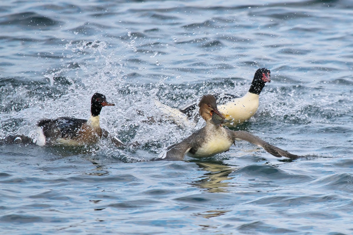 Red-breasted Merganser - ML646855094