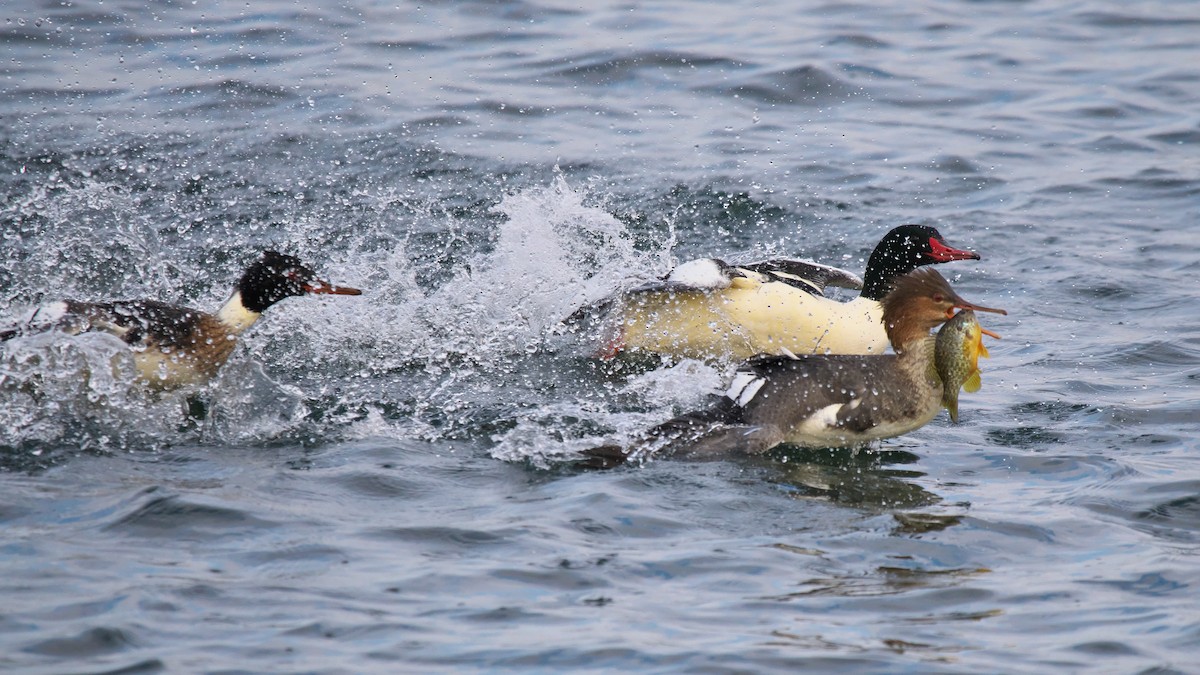 Red-breasted Merganser - ML646855095