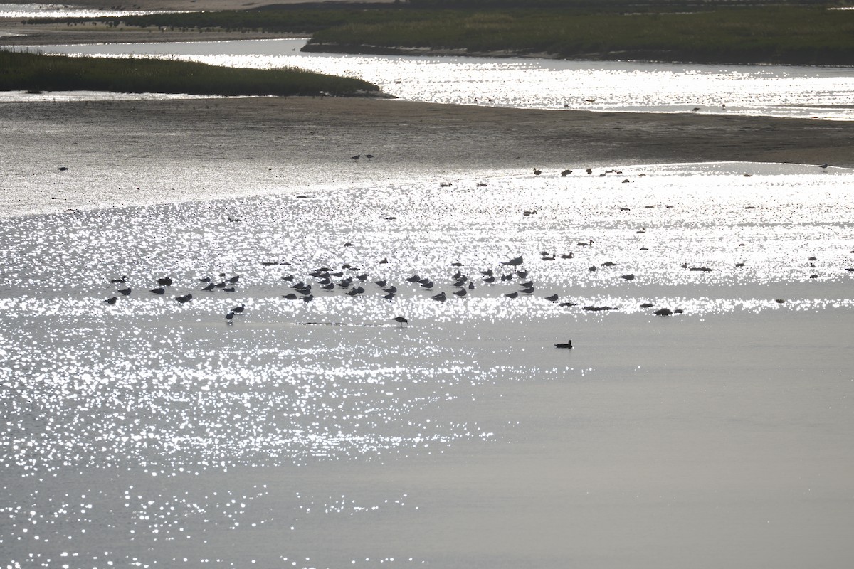 Black-headed Gull - ML646855096