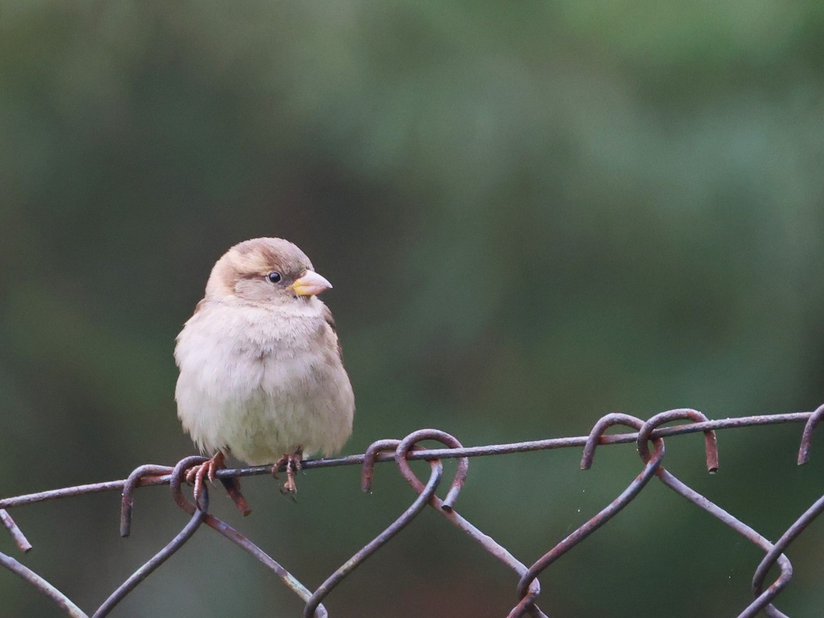House Sparrow - ML646855100