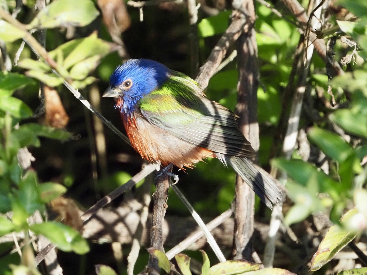 Painted Bunting - ML646855101