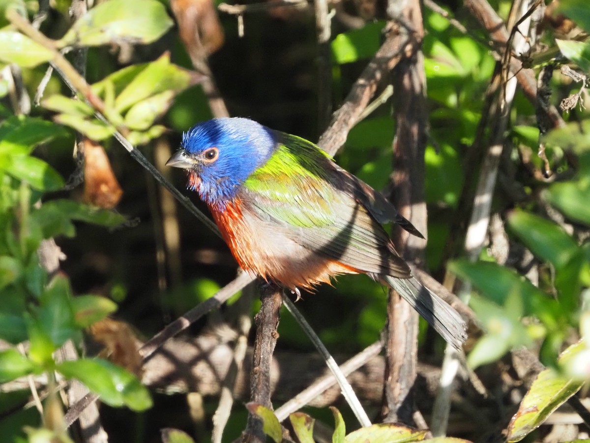 Painted Bunting - ML646855102