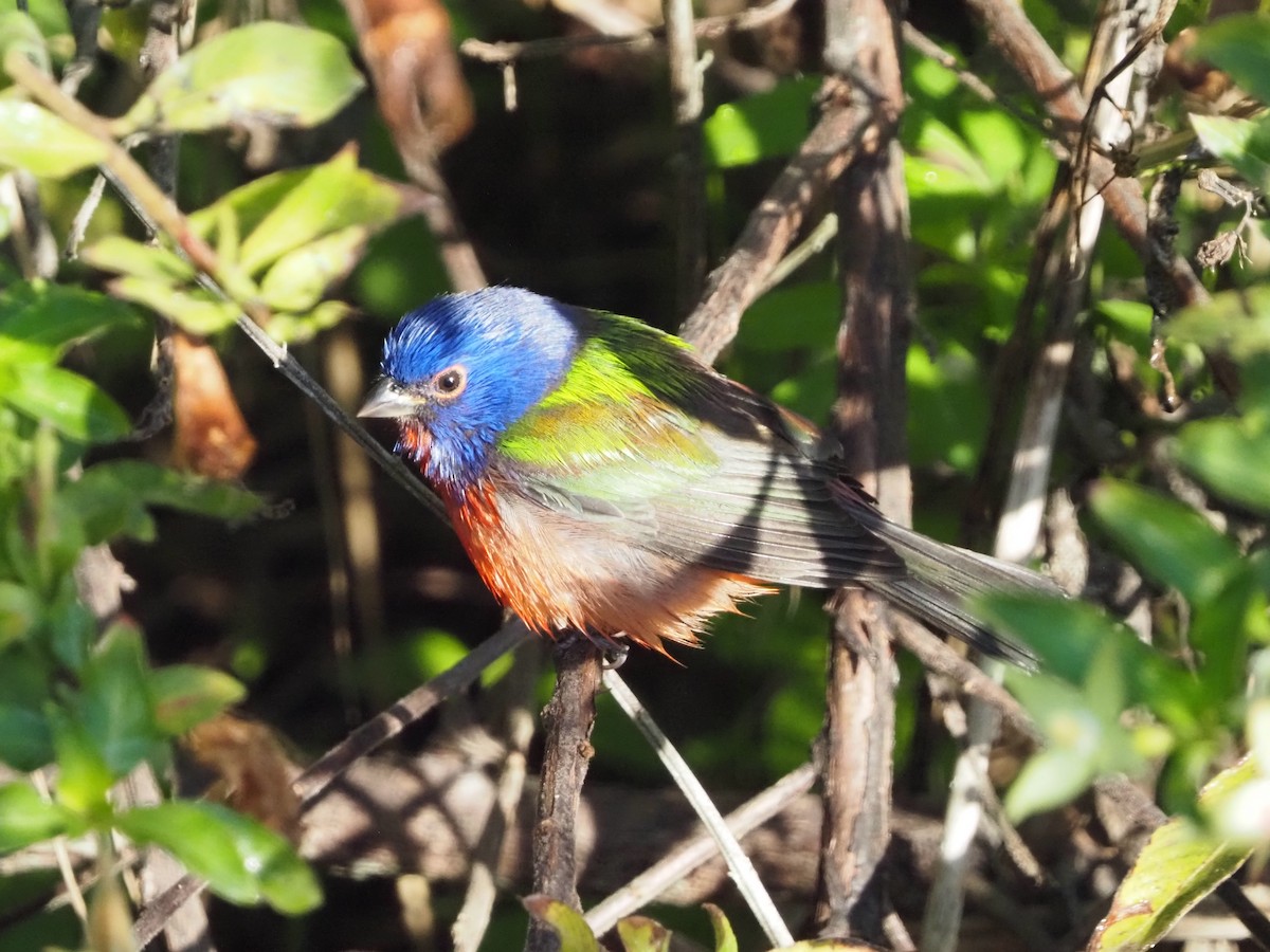 Painted Bunting - ML646855103
