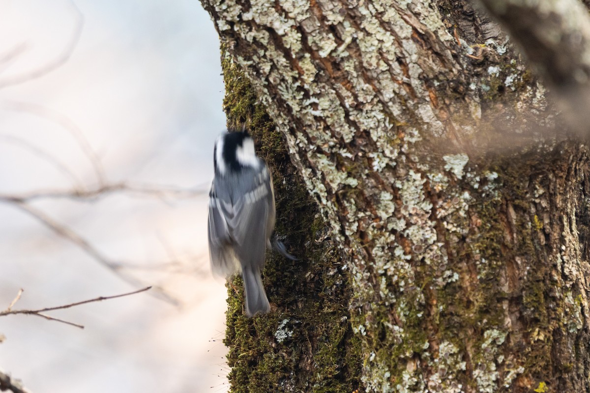 Coal Tit (Continental) - ML646855104