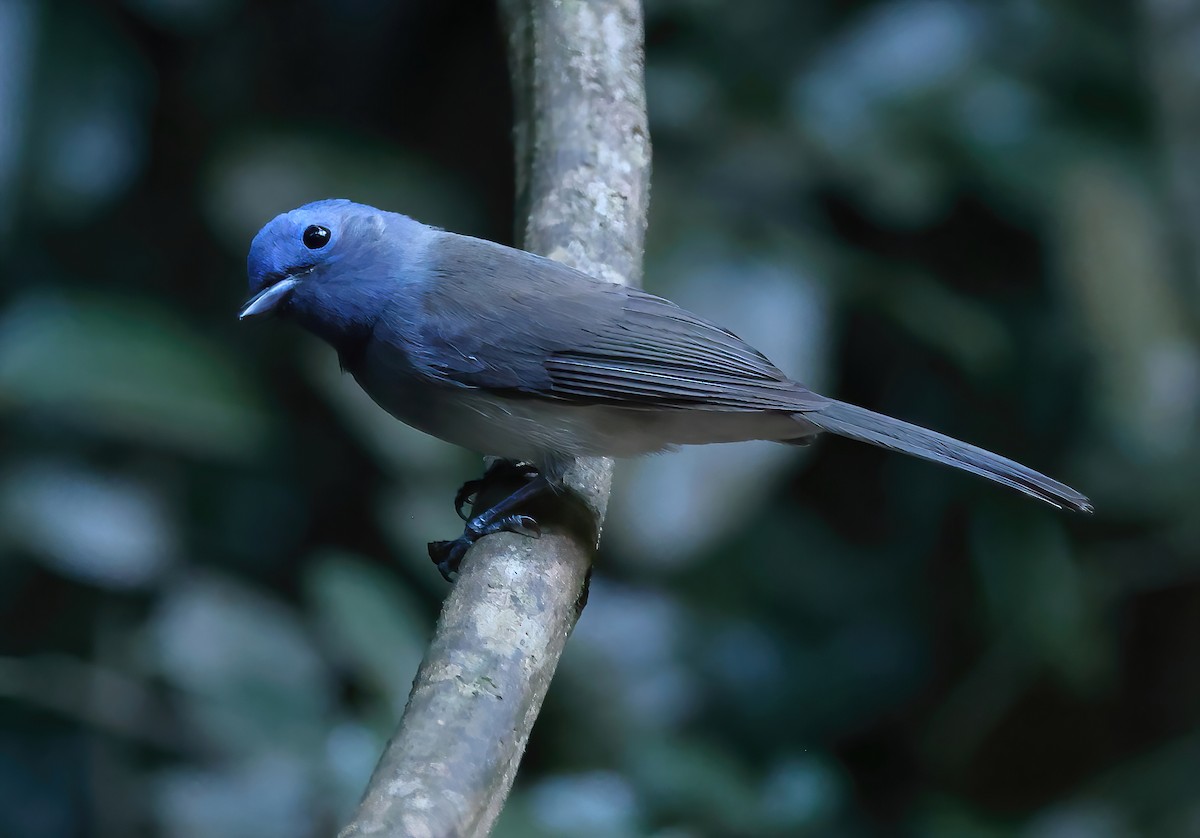 Black-naped Monarch - ML646855105